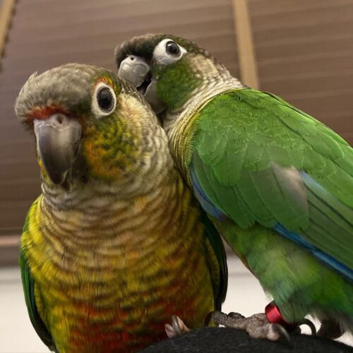 Lucky & Melia