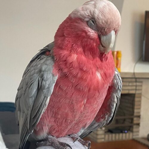 Sammy