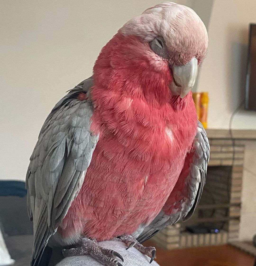 Sammy