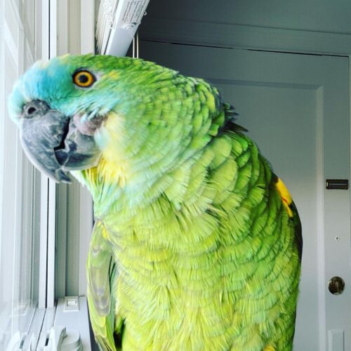 Coco
