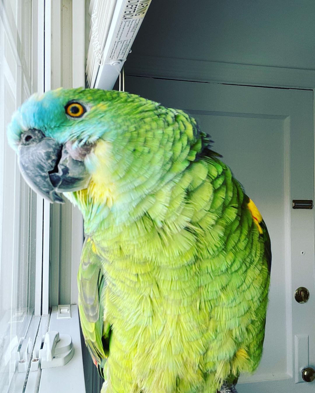 Coco
