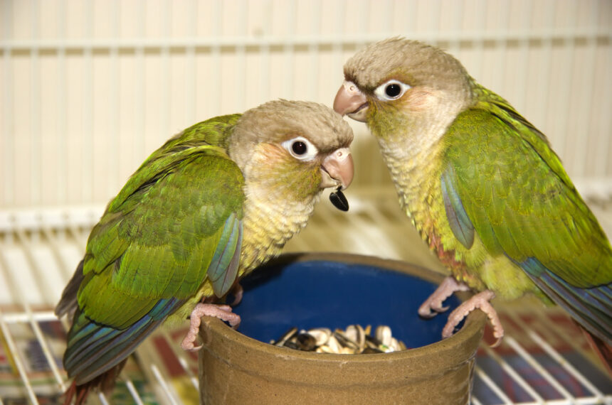 Return of Lost Pets to Families
